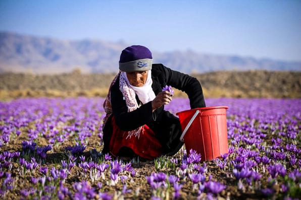 صادرات زعفران به کشور های اروپایی